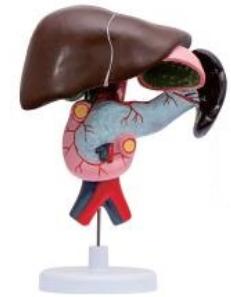 十二指腸、胰、脾解剖模型